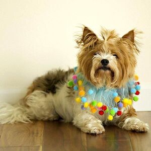 Blue Birthday Pom Pom Pet Collar - HOST PICK!!